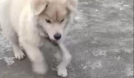 鲸麻豆,揭秘海洋中的神秘“豆”类植物